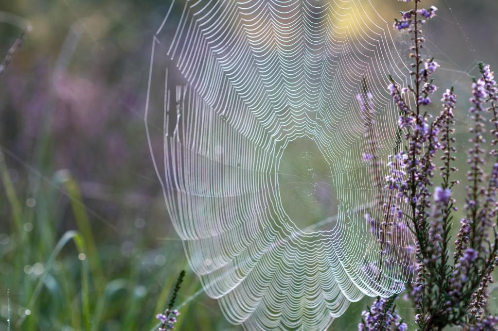 Photograph of a spider's web. 