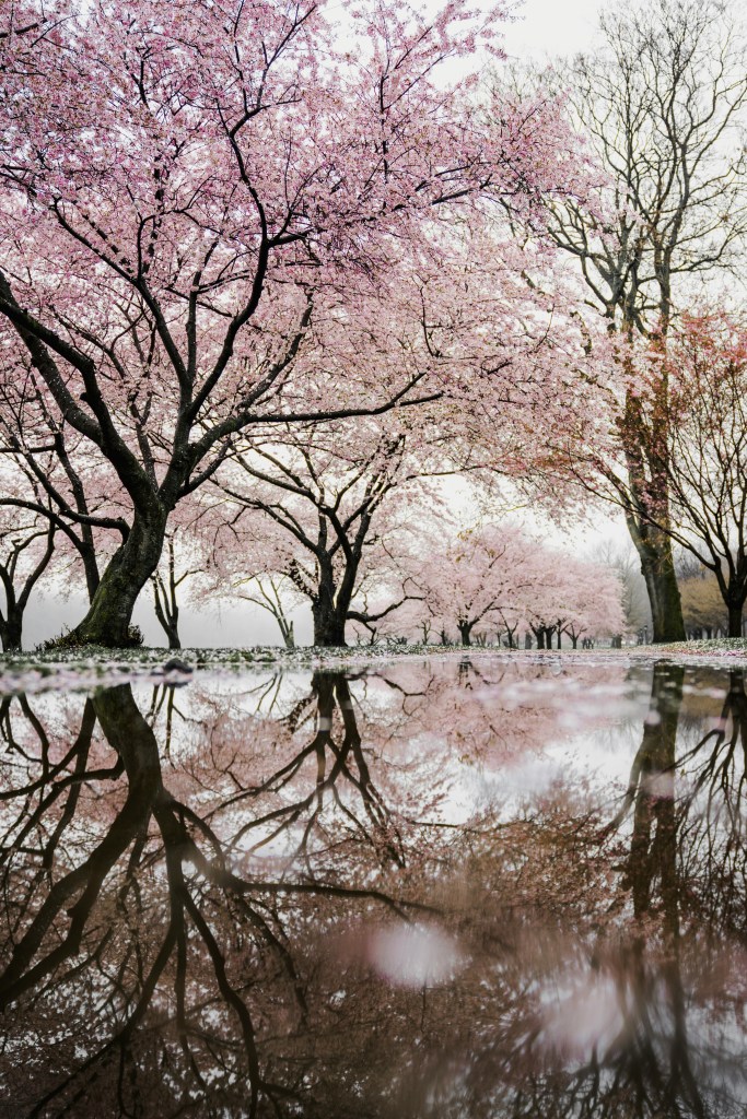 A photograph showing cherry blossom trees reflected in the calm water of a river.